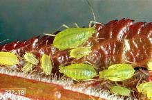 Image related to Apricot-Aphid and mealybug