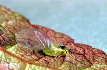 Image related to Apricot-Aphid and mealybug