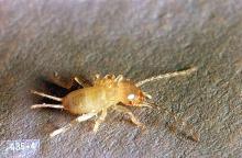 Image related to Apricot-Earwig