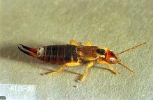 Image related to Apricot-Earwig