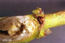 Image related to Apricot, flowering (Prunus)-Peach twig borer