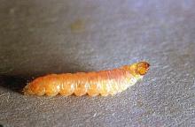 Image related to Apricot-Oriental fruit moth