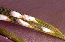 Image related to Arborvitae (Thuja)-Scale insect