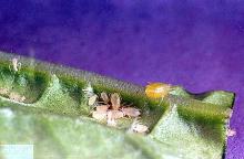 Image related to Artichoke (globe artichoke)-Aphid