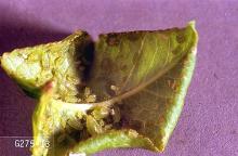 Image related to Artichoke (globe artichoke)-Aphid