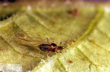 Image related to Artichoke (globe artichoke)-Aphid