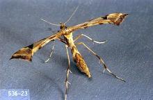 Image related to Artichoke (globe artichoke)-Artichoke plume moth