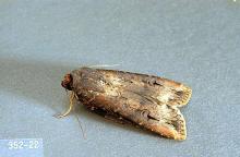 Image related to Artichoke (globe artichoke)-Cutworm