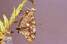 Image related to Artichoke (globe artichoke)-Painted lady or thistle butterfly