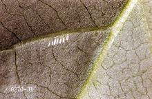 Image related to Ash (Fraxinus)-Lilac leafminer