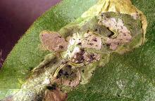 Image related to Ash (Fraxinus)-Lilac leafminer