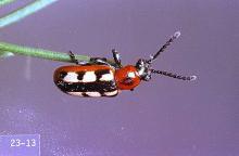 Image related to Asparagus-Asparagus beetle