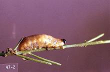 Image related to Asparagus-Asparagus beetle