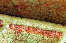 Image related to Azalea (Rhododendron)-Azalea and rhododendron lace bug