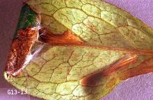 Image related to Azalea (Rhododendron)-Azalea leaf miner