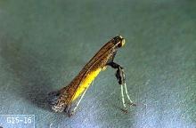 Image related to Azalea (Rhododendron)-Azalea leaf miner