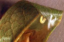 Image related to Azalea (Rhododendron)-Azalea leafminer