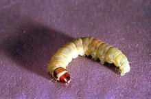 Image related to Azalea (Rhododendron)-Oblique-banded leafroller