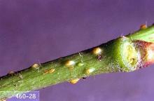 Image related to Barberry (Berberis)-Lecanium scale