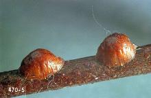 Image related to Barberry (Berberis)-Lecanium scale