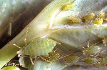 Image related to Bean, dry-Aphid