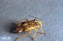 Image related to Bean, dry-Lygus bug