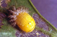 Image related to Bean, dry-Mexican bean beetle