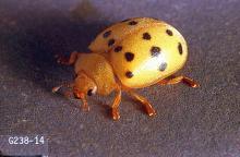 Image related to Bean, dry-Mexican bean beetle