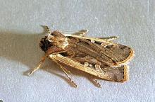 Image related to Bean, dry-Western bean cutworm