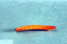 Image related to Bean, dry-Wireworm