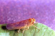 Image related to Bean, lima-Leafhopper