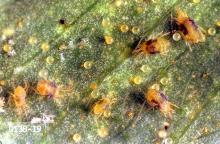 Image related to Bean, snap-Spider mite