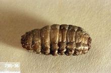 Image related to Beef cattle-Cattle grub