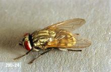 Image related to Beef cattle-Face fly