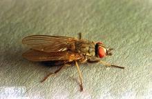 Image related to Beef cattle-Horn fly