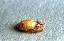 Image related to Beef cattle-Lice