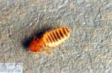 Image related to Beef cattle-Lice