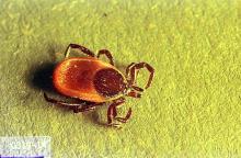 Image related to Beef cattle-Tick