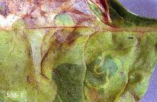 Image related to Beet, table-Leafminer