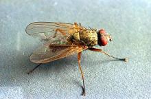 Image related to Beet, table-Leafminer