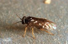 Image related to Birch (Betula)-Birch leafminer