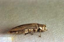 Image related to Birch (Betula)-Bronze birch borer