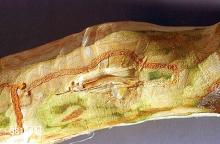 Image related to Birch (Betula)-Bronze birch borer