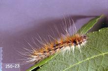 Image related to Birch (Betula)-Fall webworm