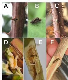 Select stages of the rose stem girdler life cycle