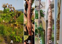  Rose stem girdler infestation symptoms