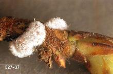 Image related to Blueberry-Scale insect