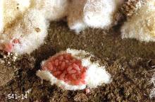 Image related to Blueberry-Scale insect