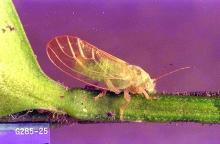 Image related to Boxwood (Buxus)-Boxwood psyllid