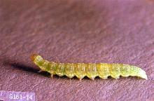 Image related to Broccoli, Brussels sprout, cabbage, cauliflower-Diamondback moth